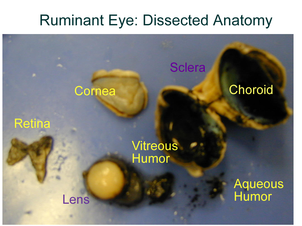 Sheep Eye Model Labeled
